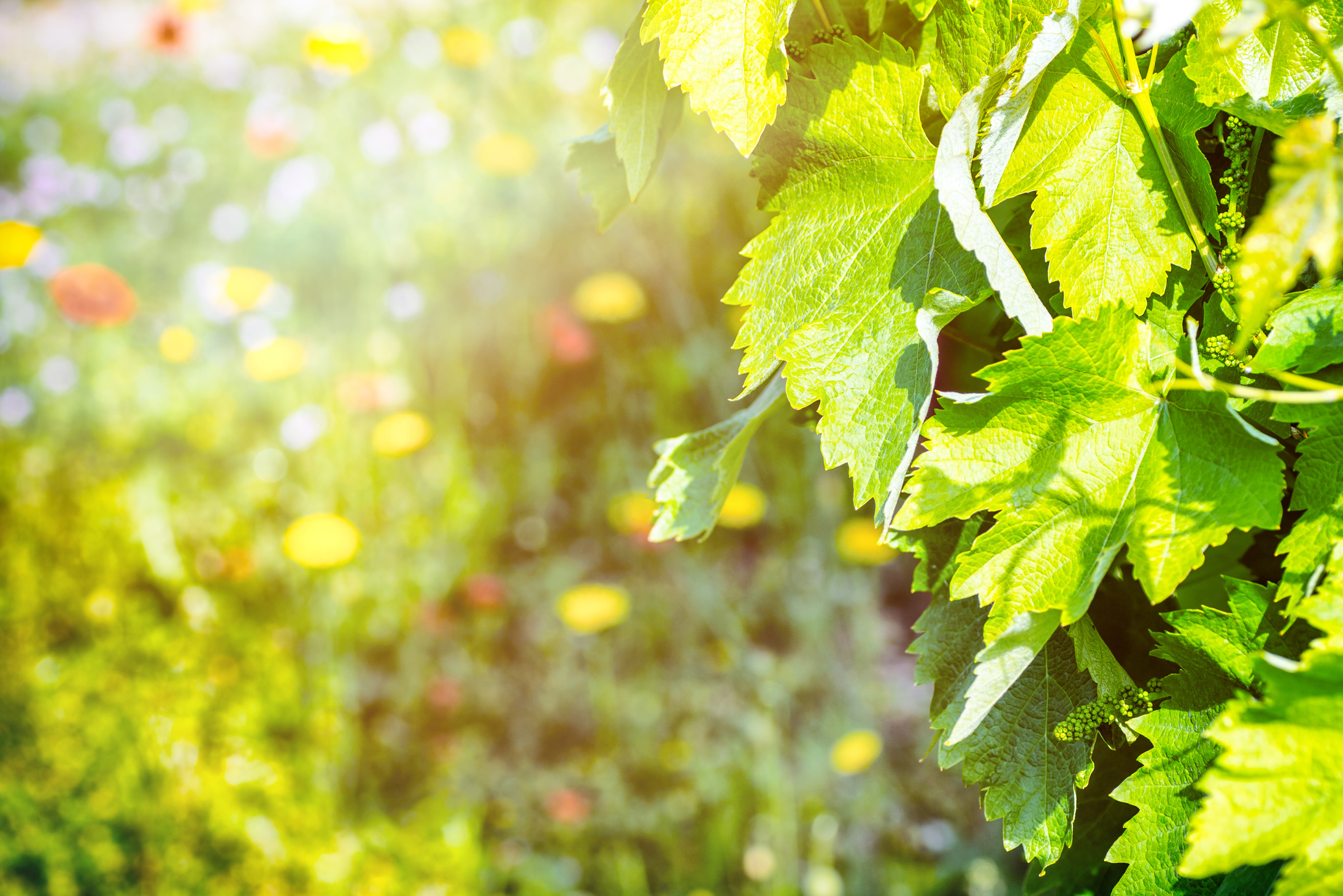 Young green vine grapes forming in french vineyard with copyspace